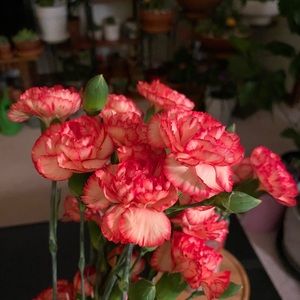 Meet your Posher, Napasorn